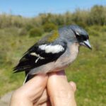 Pinzón magrebí macho