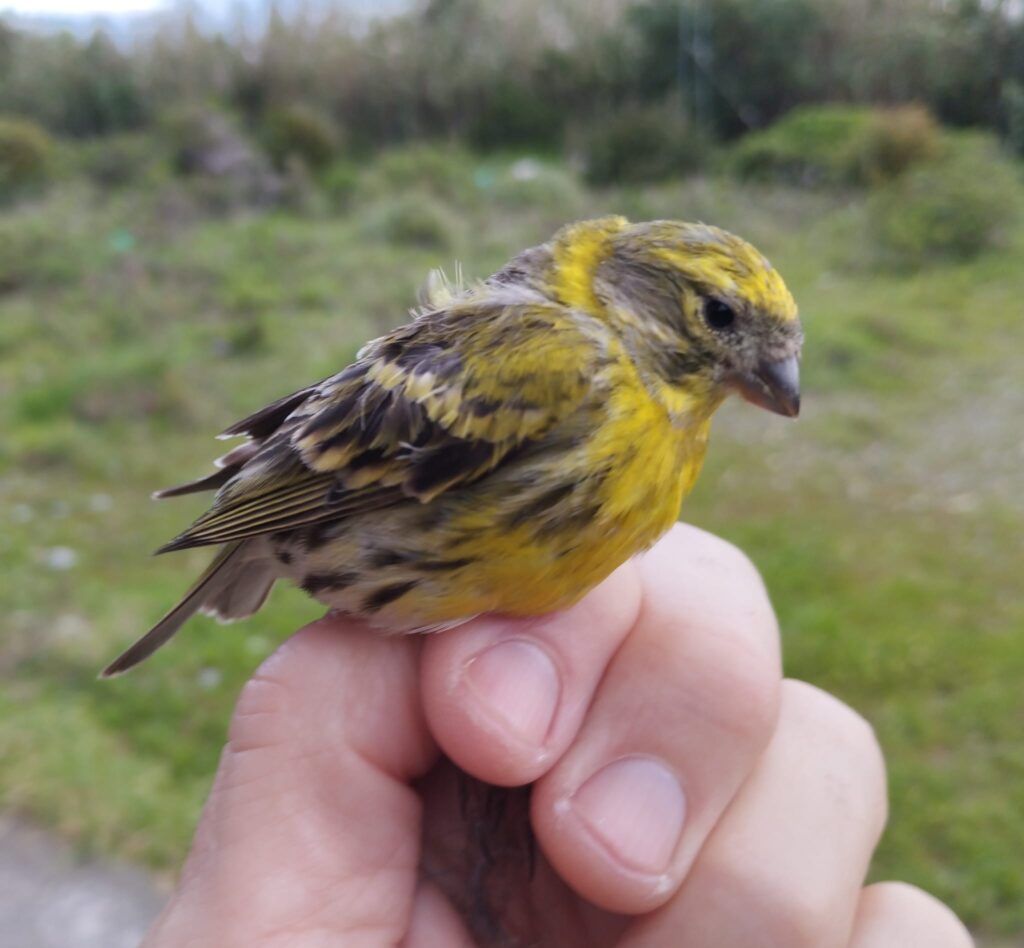 Serín verdecillo macho
