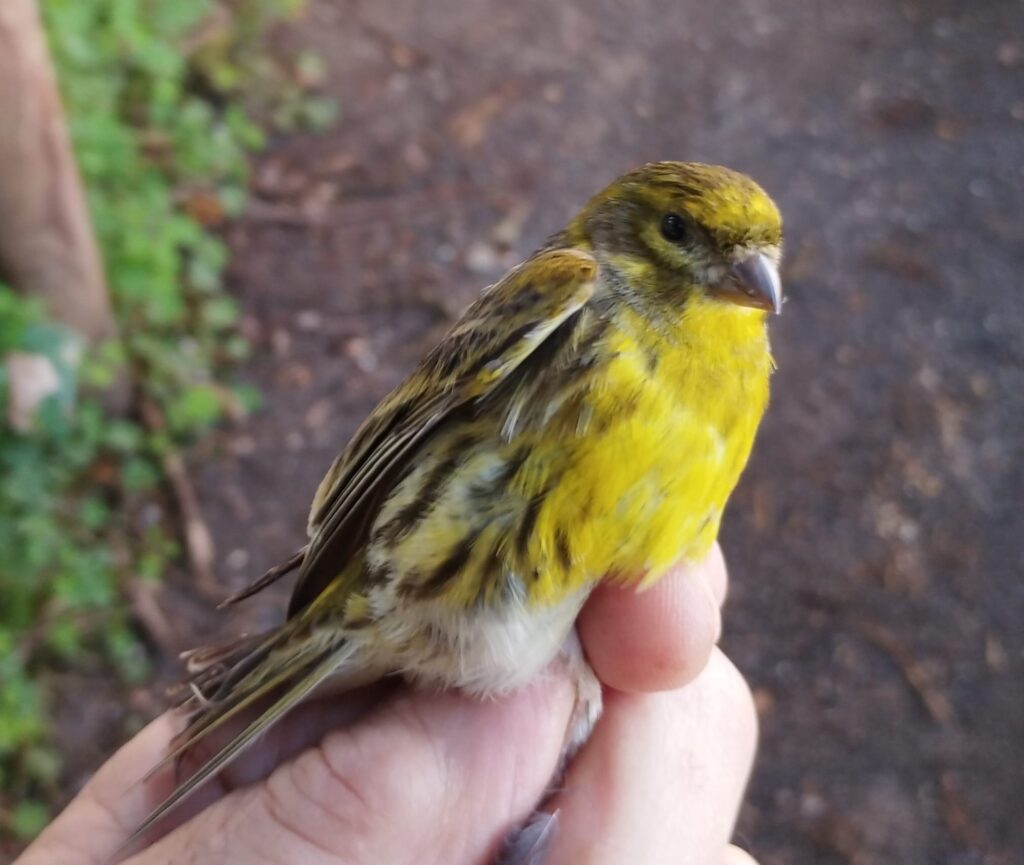 Serín verdecillo macho