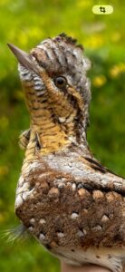 Torcecuello euroasiático