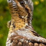 Torcecuello euroasiático