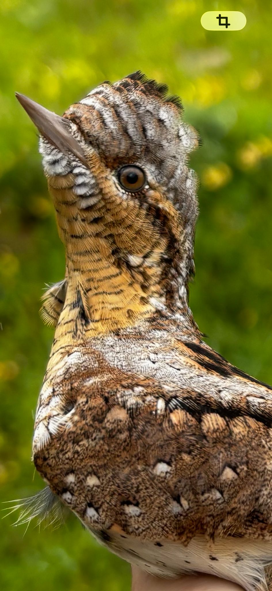 Torcecuello euroasiático