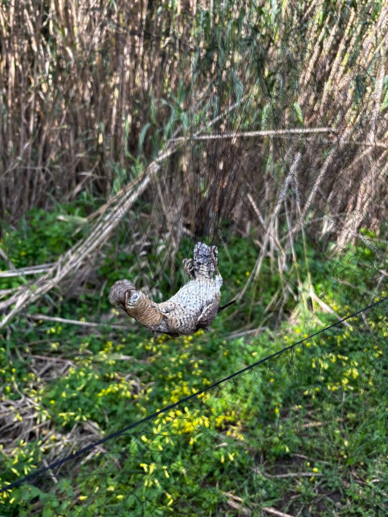 Torcecuello en la red