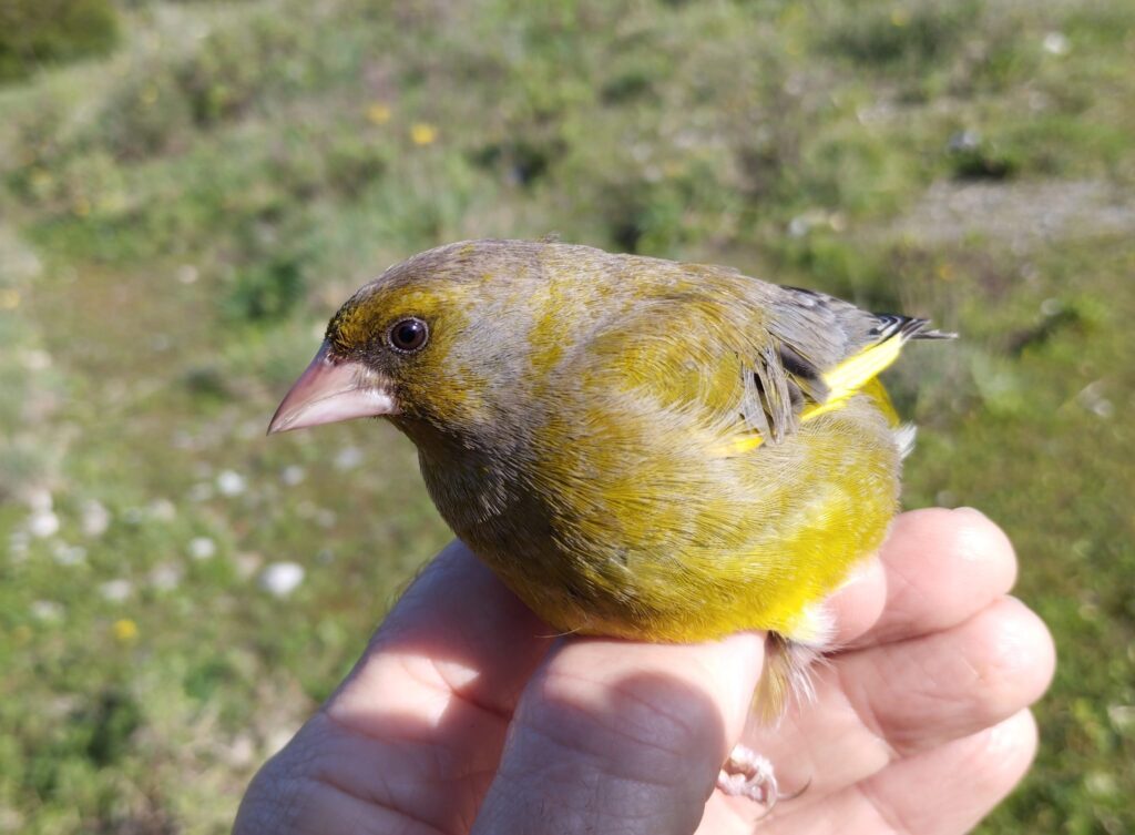 Verderón común macho
