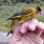 Verderón común macho