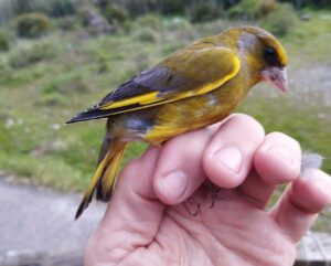 Verderón común macho