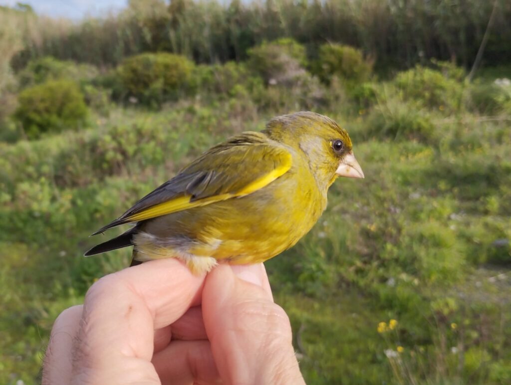 Verderón común macho
