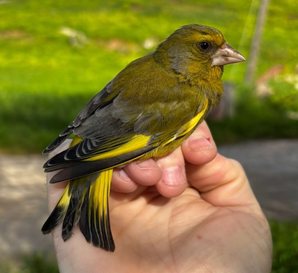 Verderón común macho