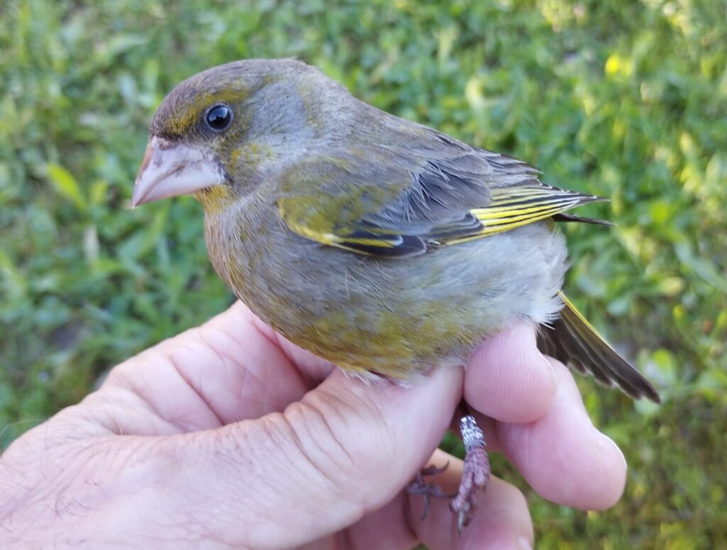 Verderón común hembra