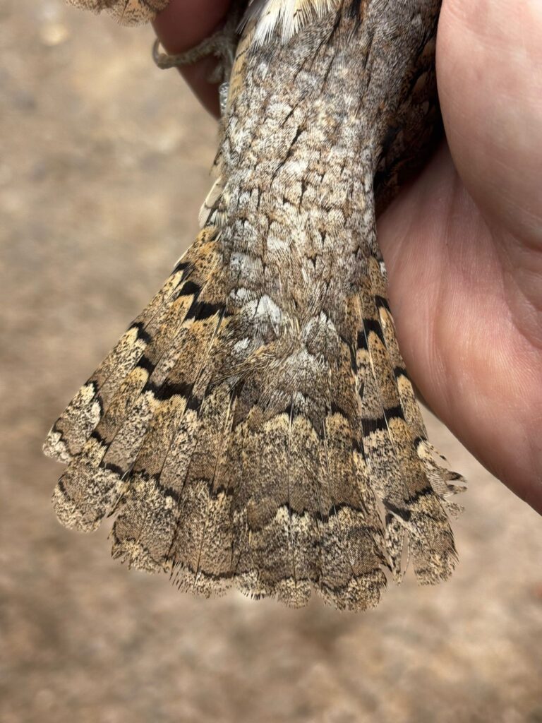 Detalle de la cola del Torcecuello euroasiático