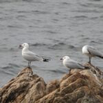 Gaviotas de Audouin