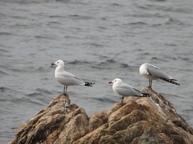 Gaviotas de Audouin