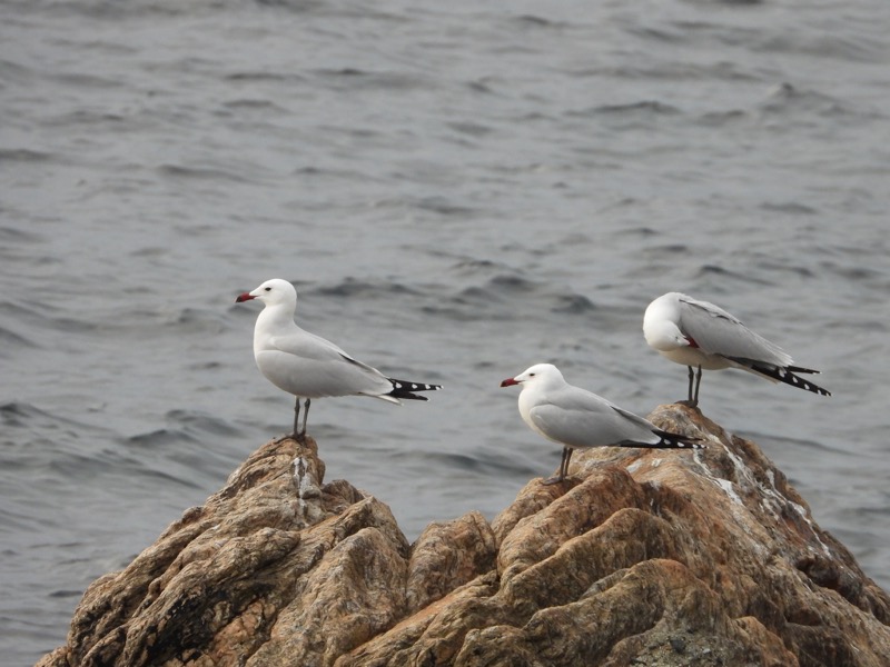 Gaviotas de Audouin
