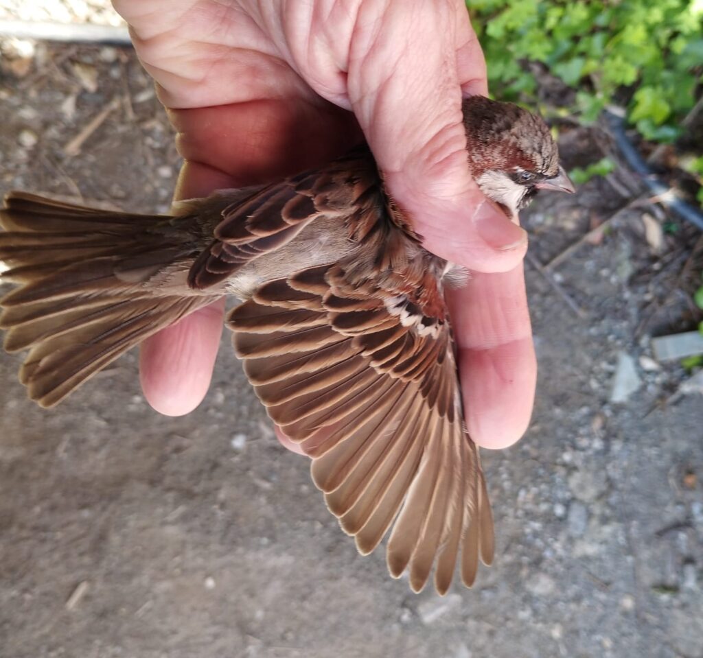 Detalle del ala del Gorrión común macho