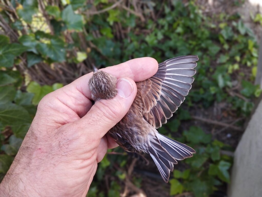Detalle del ala del Pardillo común