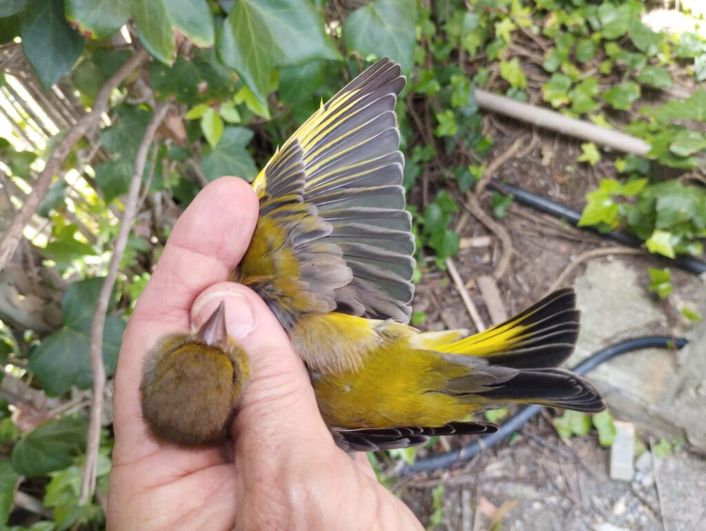 Detalle del ala del Verderón común macho