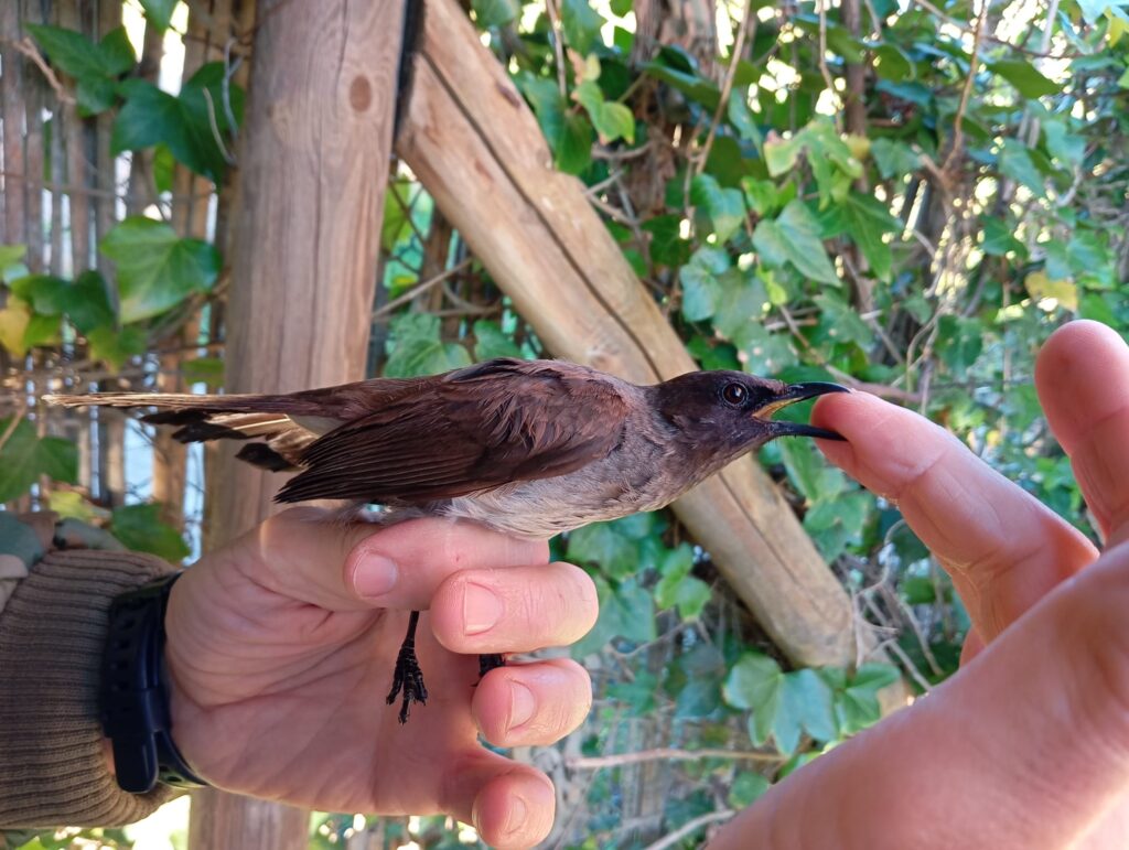 Bulbul naranjero