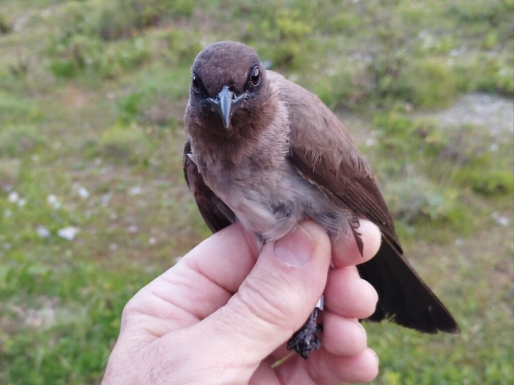 Bulbul naranjero