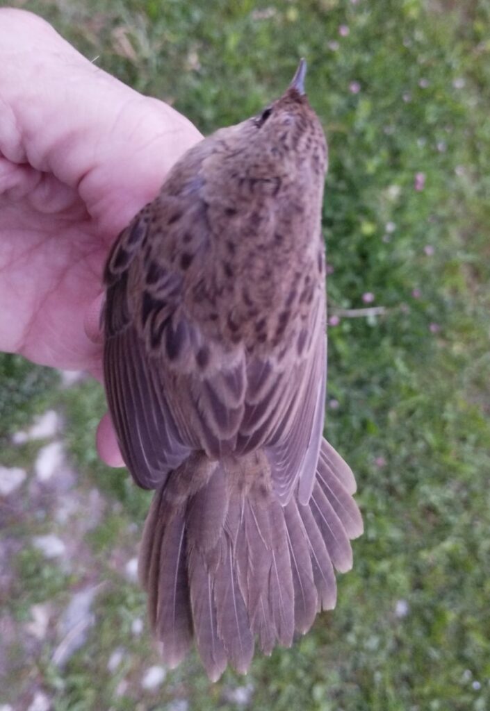 Vista superior de la Buscarla pintoja