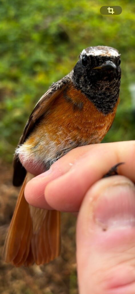 Colirrojo real macho