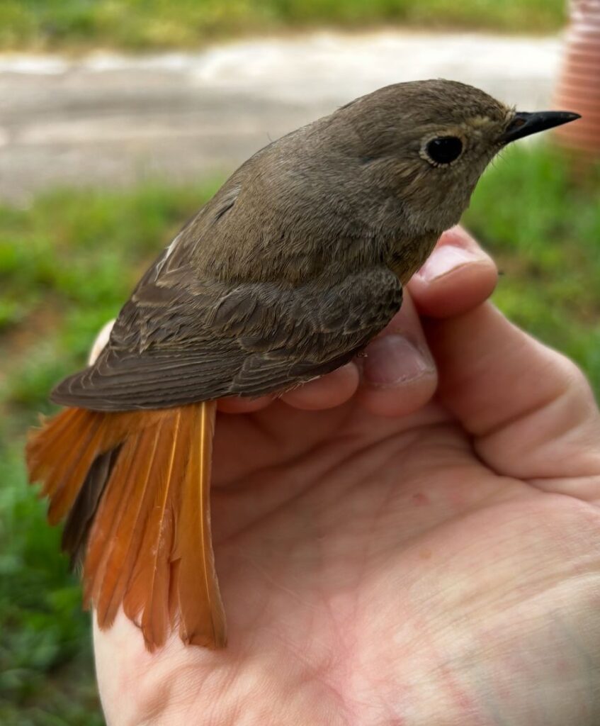 Colirrojo real hembra