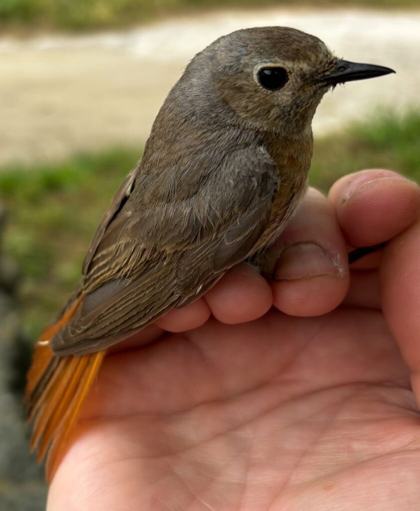 Colirrojo real hembra