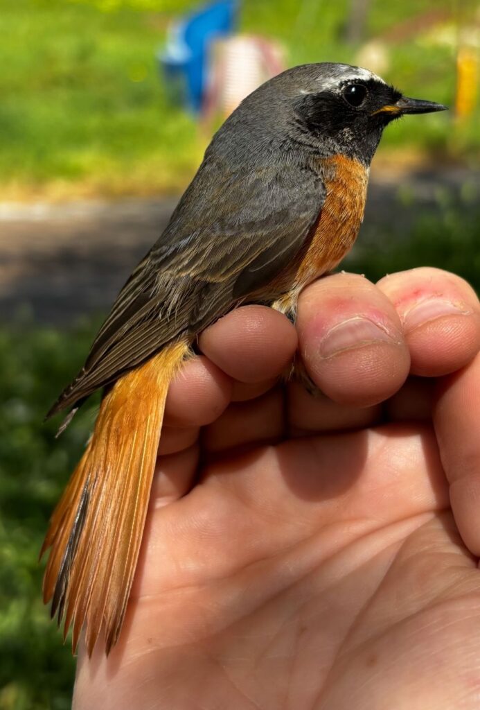 Colirrojo real macho