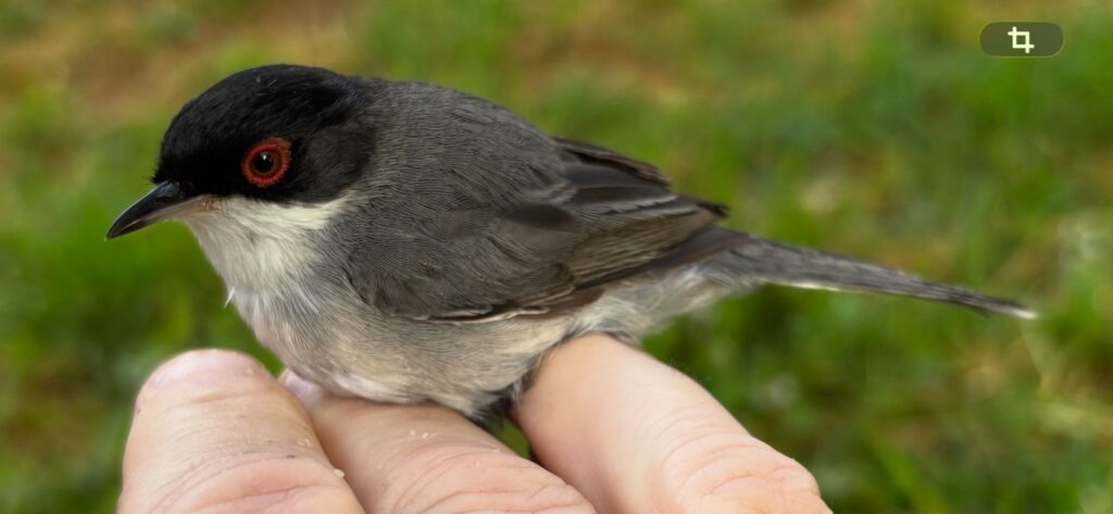Curruca cabecinegra macho