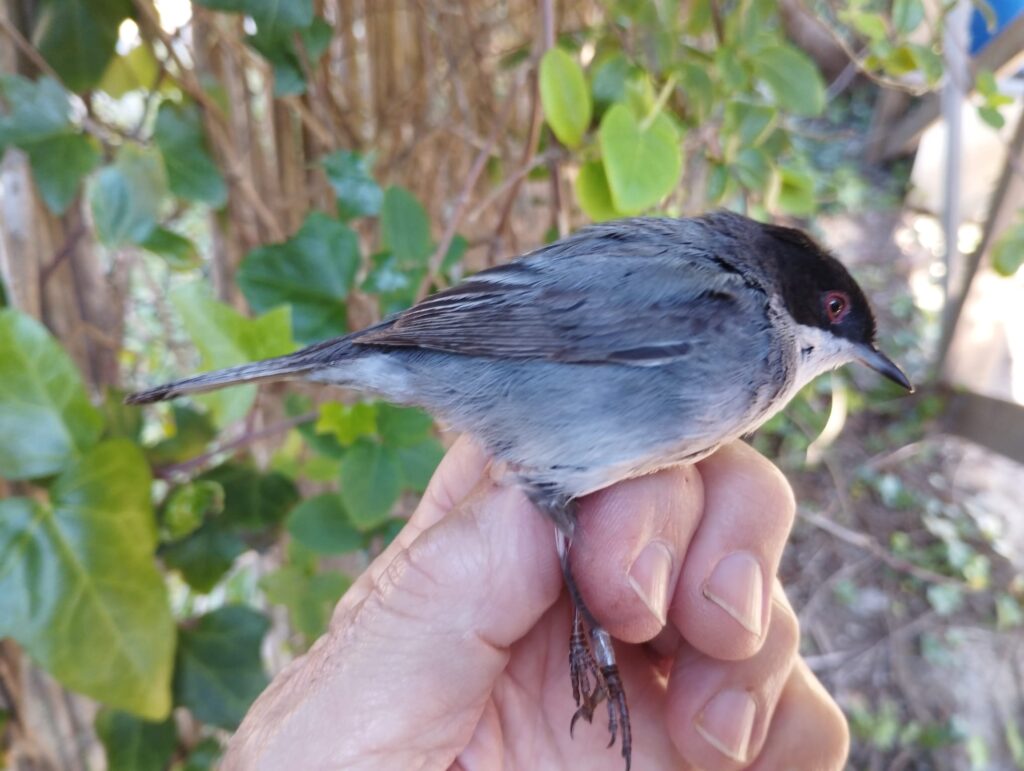 Curruca cabecinegra macho