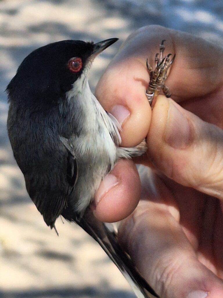 Curruca cabecinegra macho