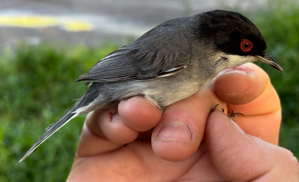 Colirrojo real macho
