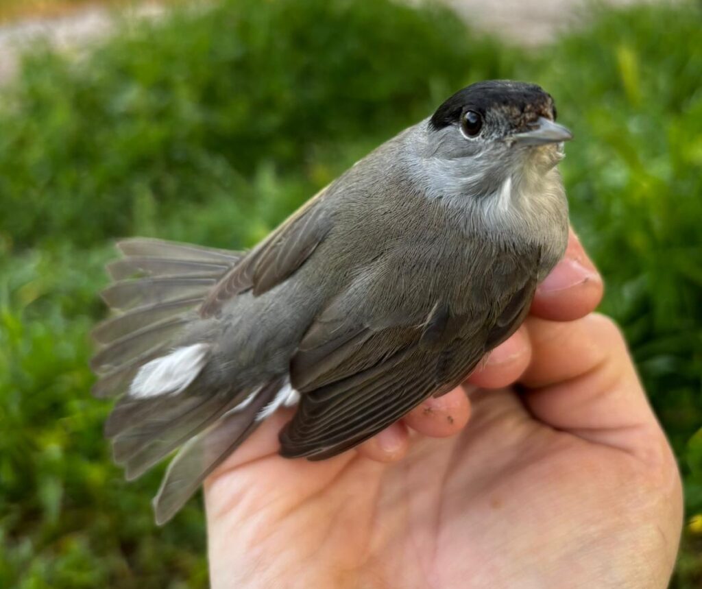 Curruca capirotada macho