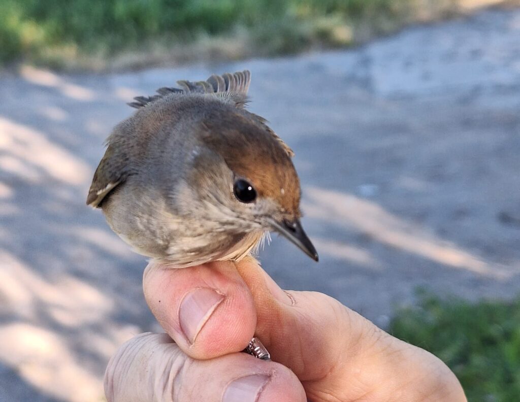 Curruca capirotada hembra