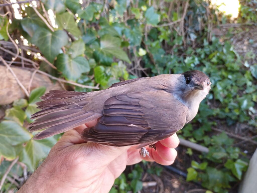 Curruca capirotada macho