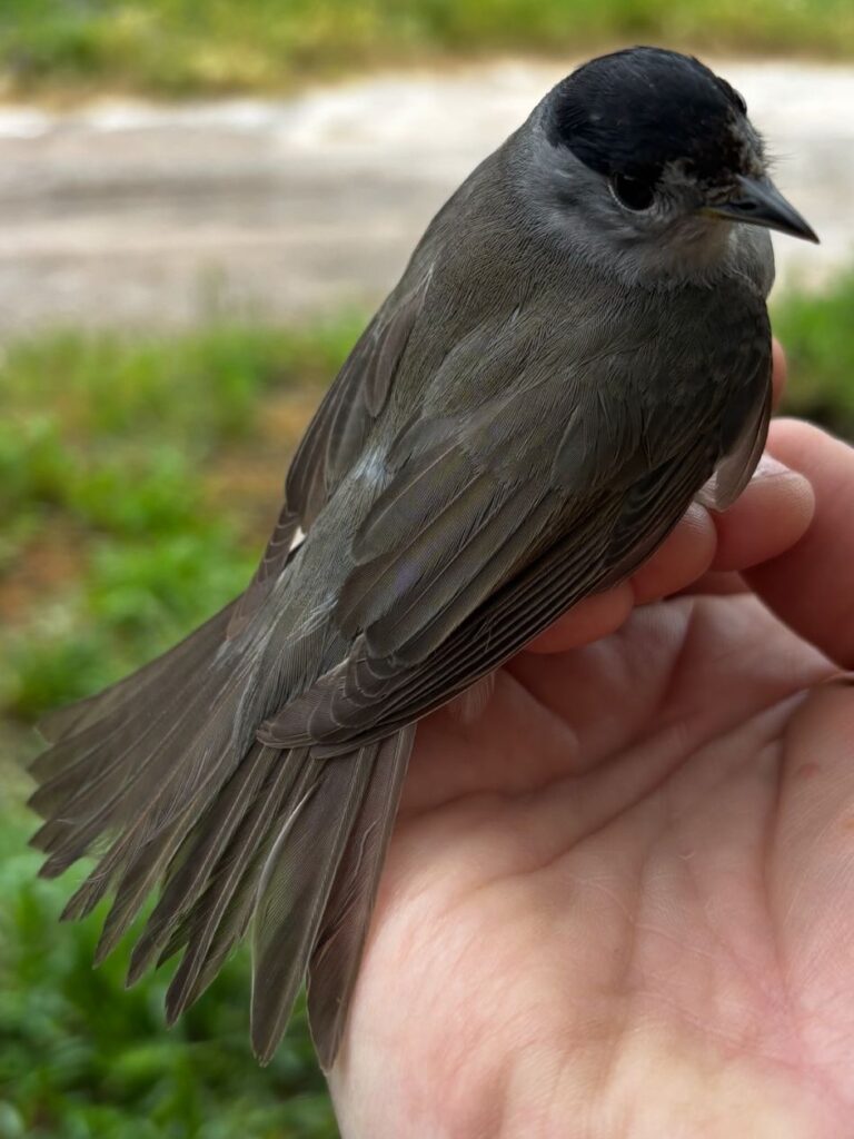 Curruca capirotada macho