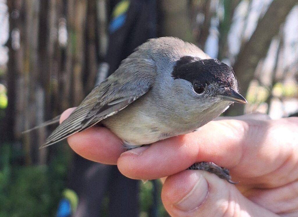 Curruca capirotada macho