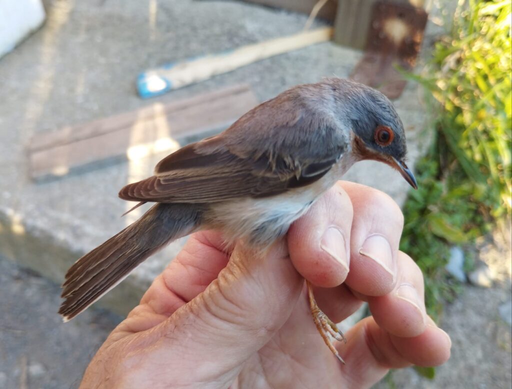 Curruca carrasqueña macho