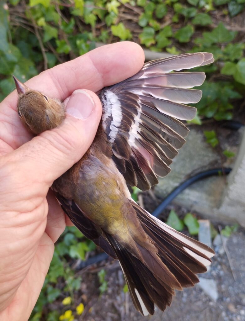 Detalle del ala extendida del Pinzón europeo
