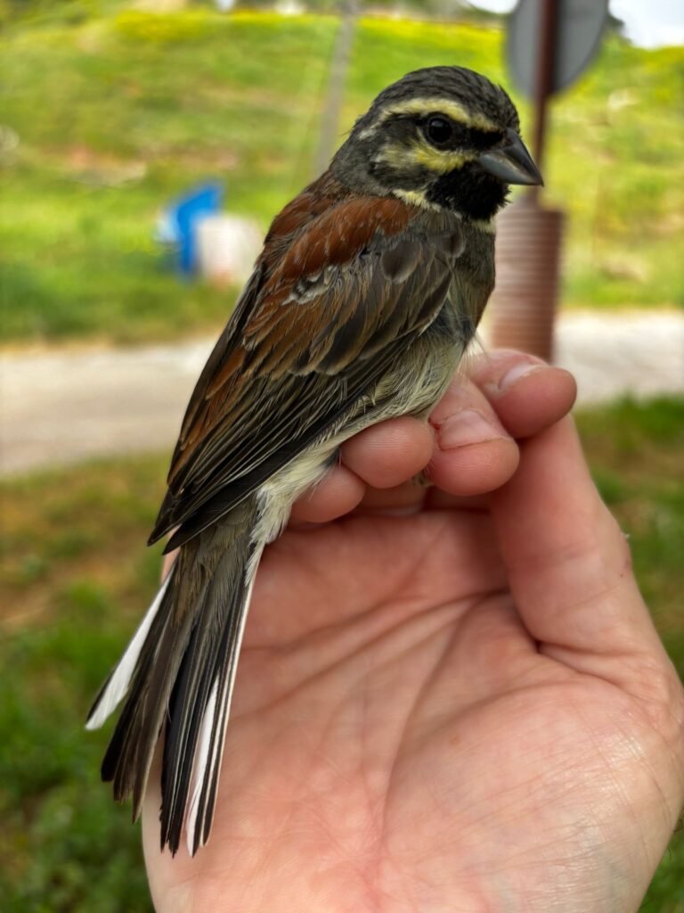 Escribano soteño macho