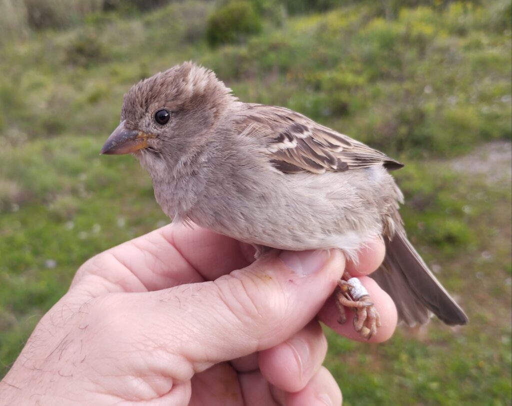 Gorrión común hembra