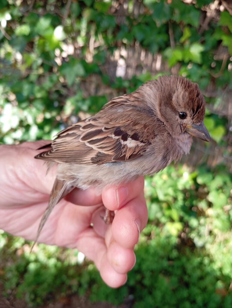 Gorrión común hembra