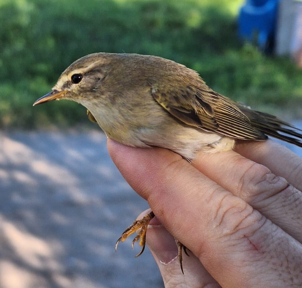 Mosquitero