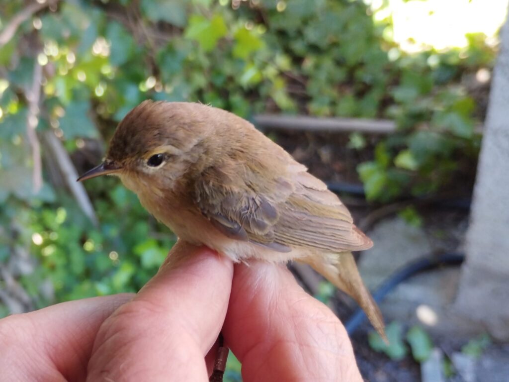 Mosquitero ibérico