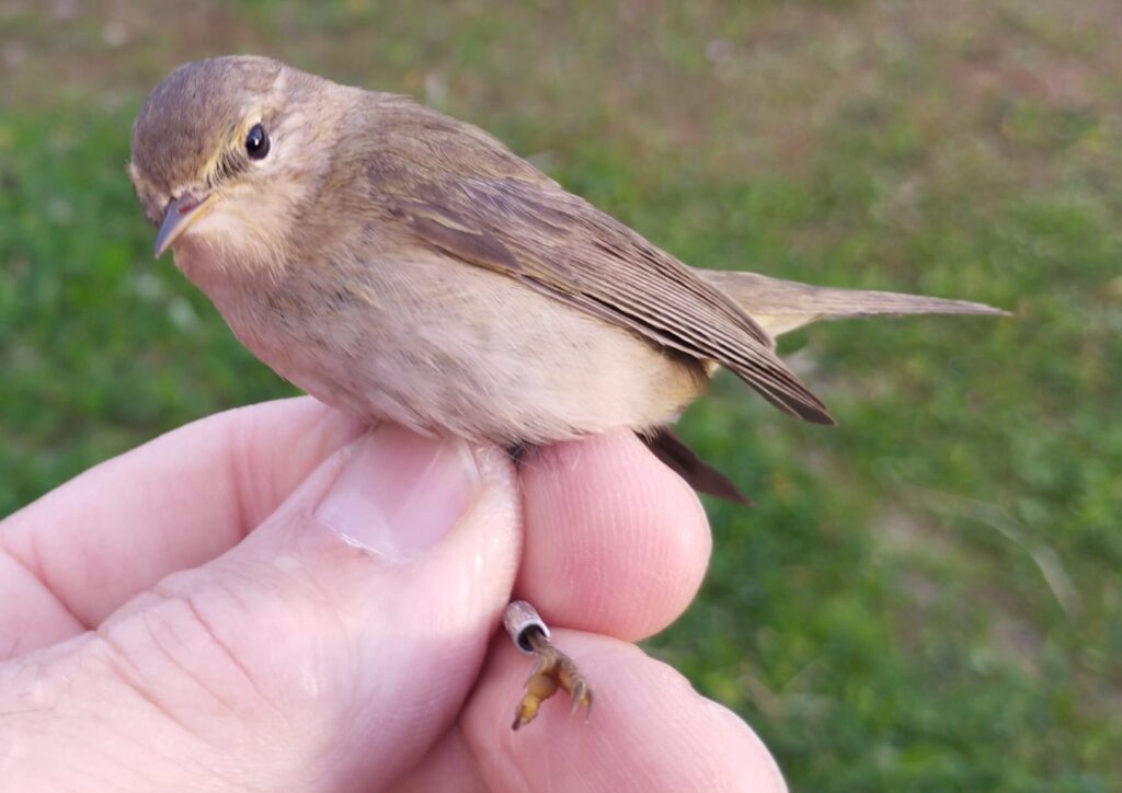 Mosquitero ibérico