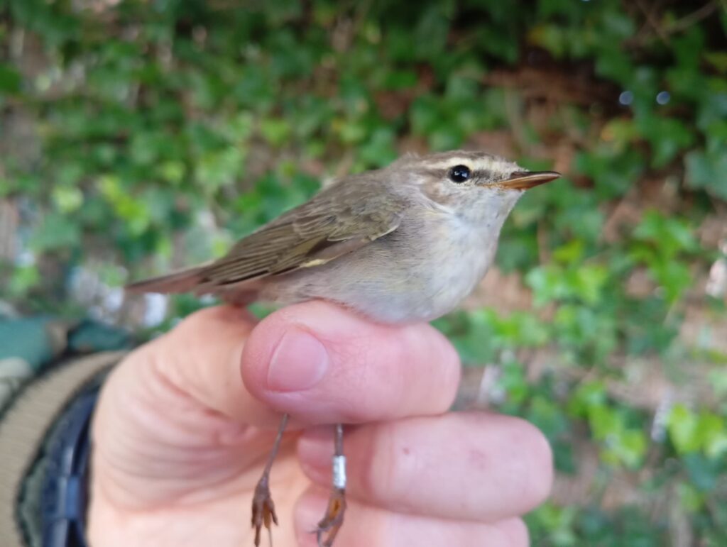 Mosquitero musical