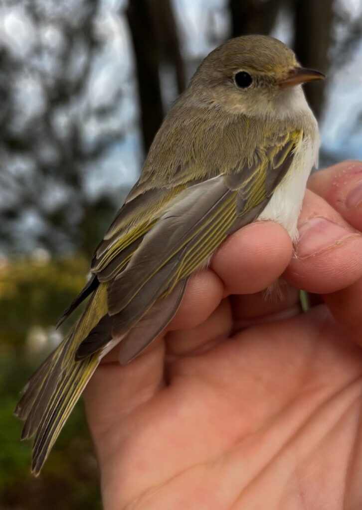 Mosquitero papialbo