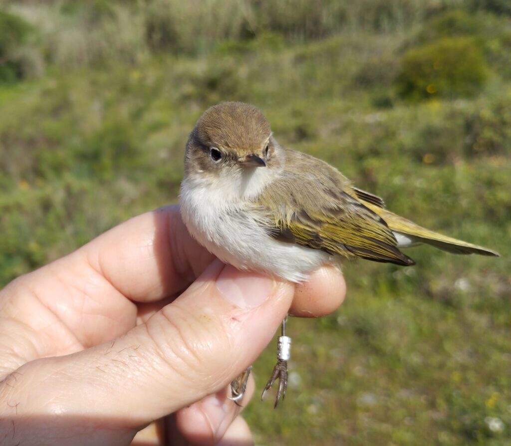 Mosquitero papialbo