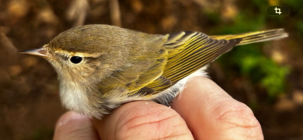 Mosquitero papialbo