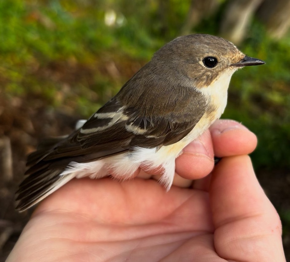 Papamoscas cerrojillo hembra