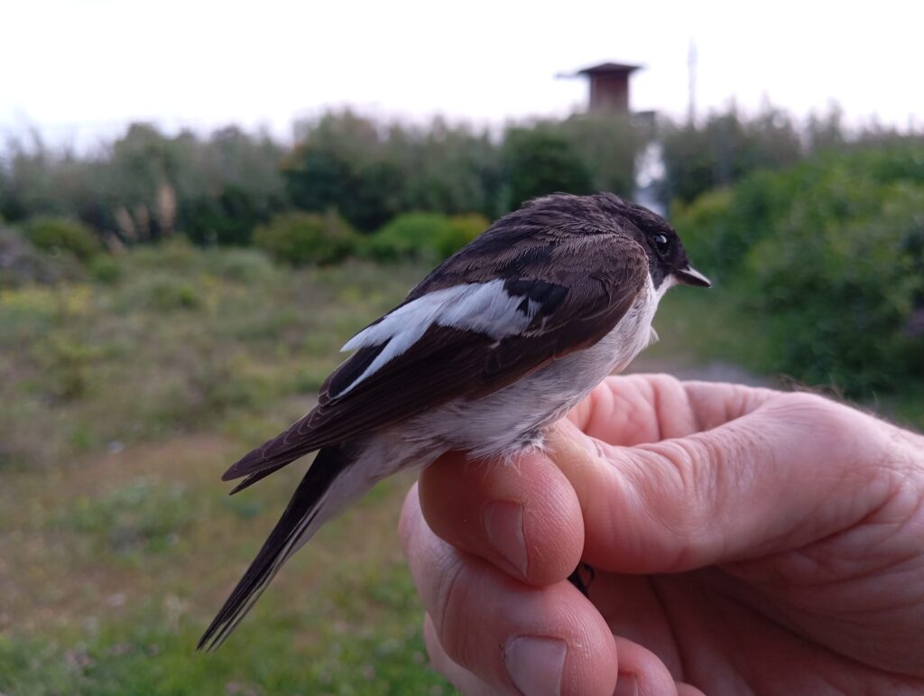 Papamoscas cerrojillo macho